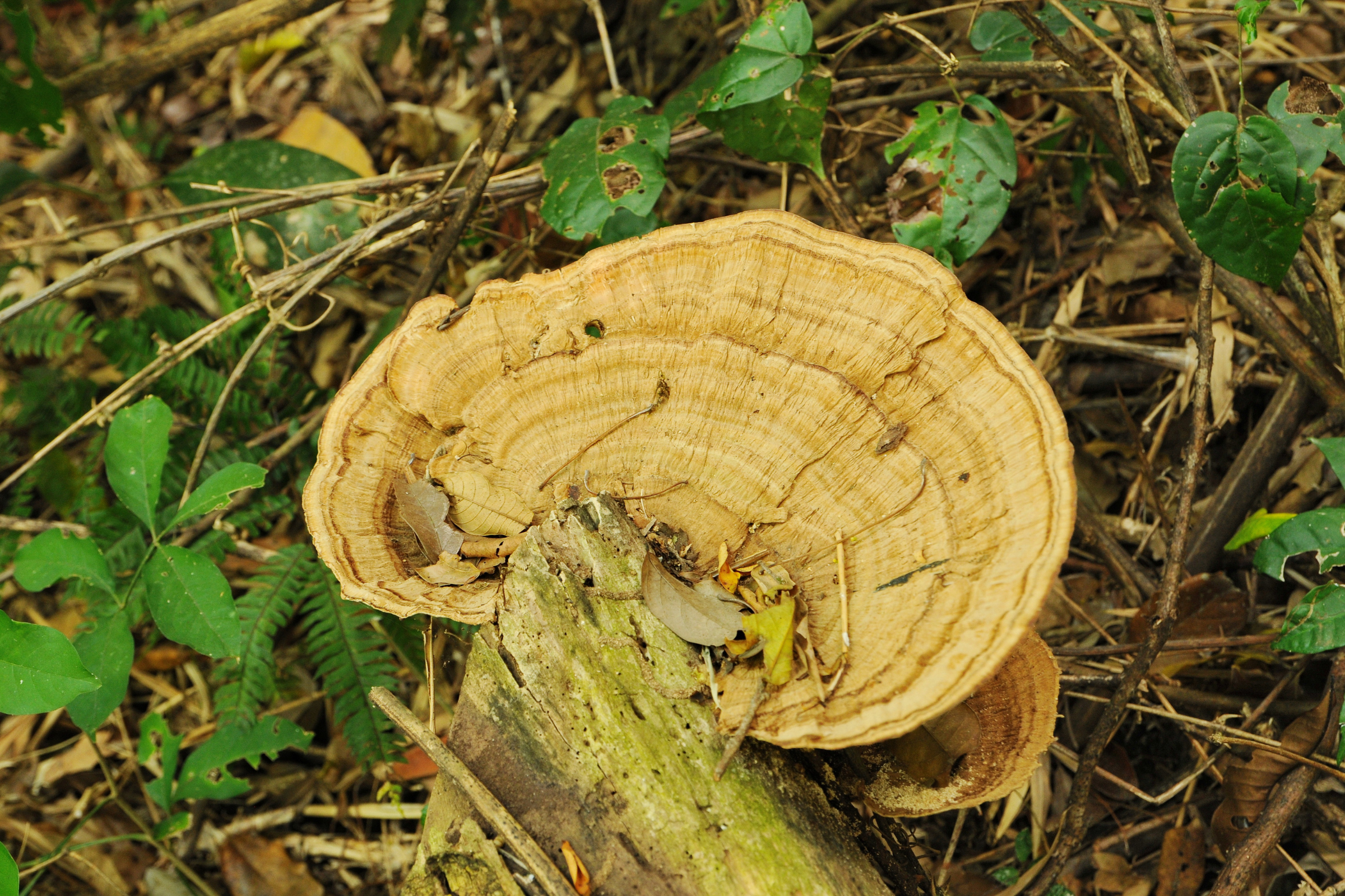 Amboró_National_Park[1].webp